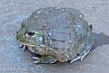 Pyxicephalus adspersus 10